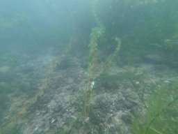 immersioni-estate22 33